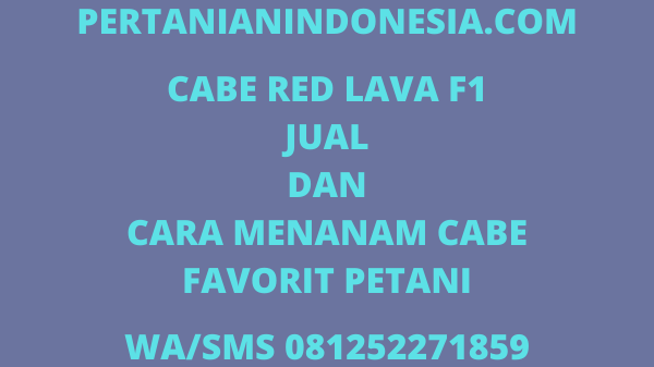 Cabe Red Lava F1 Jual Dan Cara Menanam Cabe Favorit Petani